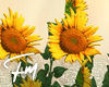 Sunflower |FM347