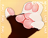 . Red | Paws