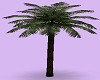 Wedding Palm tree