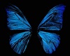 Blue Butterfly Club