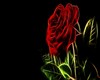 rose fractale