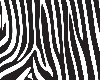 Zebra~Low Love Seat
