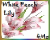 4M'z White Peach Lily