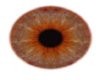 male rust eyes