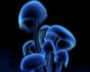 Blue Mushroom Club