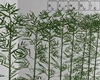 Bamboo Plants Divider