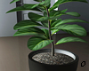 Asian Plant