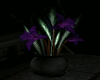 Midnight Purple Plant 