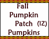 Pumpkins Patch For Field
