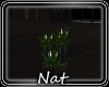 NT Heartbeat Plant 6