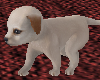 [K] Newborn Puppy
