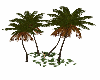 Wild Cocanut Palms