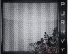 Kiyo Dreamshine~!