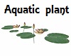 Nenuphars Aquatic plant
