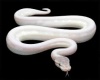 White Snake Full Body