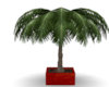 Patio Palm Tree