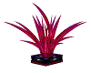 Pink Animated Plant
