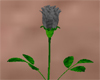 [JD] Single Black Rose