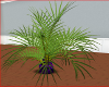 palm in purple pot