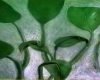 Green Plant Wall Art