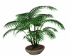 LAR Planted Palm