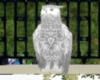 Animated Flying Wht Owl