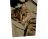 Cat 4