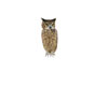 Owl Still Figure