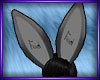 B* Big Bunny Ears (DRV)