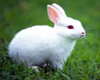 the Rabbit ( Conejo ) :D