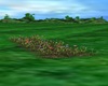 WILD FLOWERS