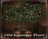OLd Country Plant