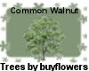 Common Walnut