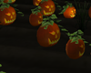 halloween  pumpkin