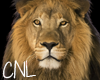 [CNL]Lion v2