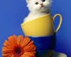 Kitten in a cup