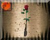 Single red rose in vase