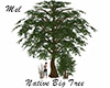Native Big Tree