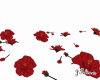 Roses Flowers