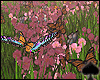 Cat~ Butterflies Field