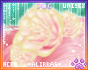 🌸; Piglet Roses