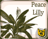 []Peace Lilly