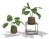 Monstera Plants 2