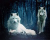 2 Wh-Wolf pic. 32