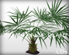 .LDs. :I: Palm plant