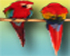 South Florida Parrots