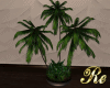 Classic Indoor Palm
