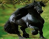 [Bella]Black Horse Pic