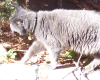 Bubbly Gray Cat