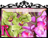 *R* Orchids Enhancer